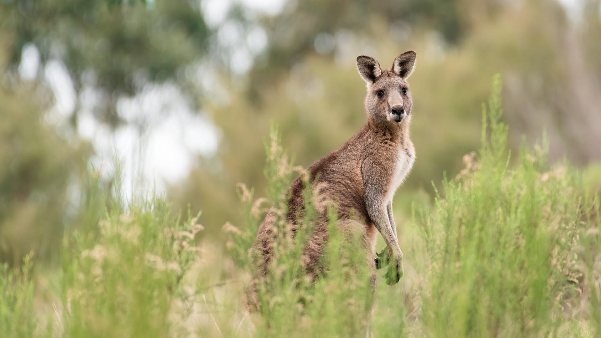 Australien Tiere Natur Känguru